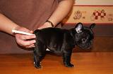 BOULEDOGUE FRANCAIS - TEMPERATURE 006